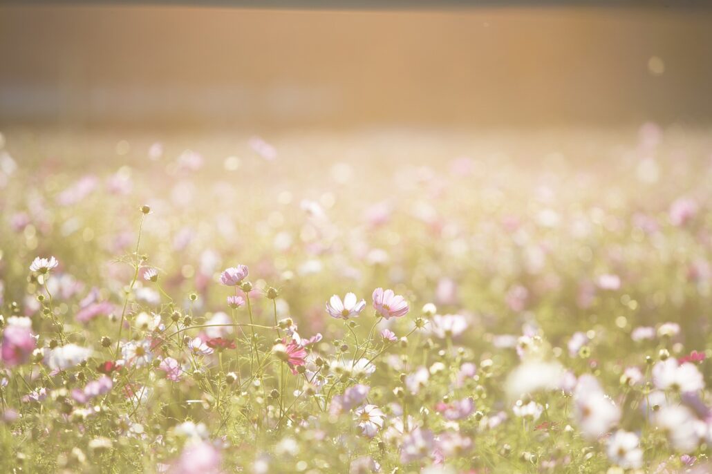 sommerblomster på en mark